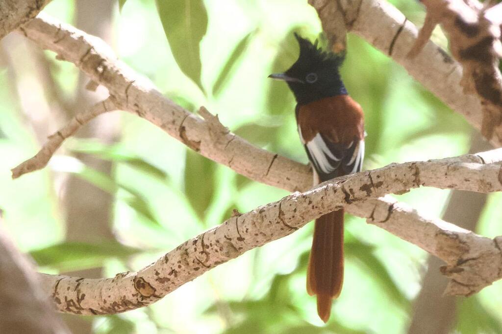 Dag ? Oman

Ik ben de tel inmiddels kwijt zo tegen het eind van deze reis. We zitten in Salalah in het westen van Oman. Zowel bergen als een boottocht staan op het programma. En ook zoogdieren laten zich zien. De grijze dolfijn zwemt in een grote groep r… instagr.am/p/CogYdU2qsz7/