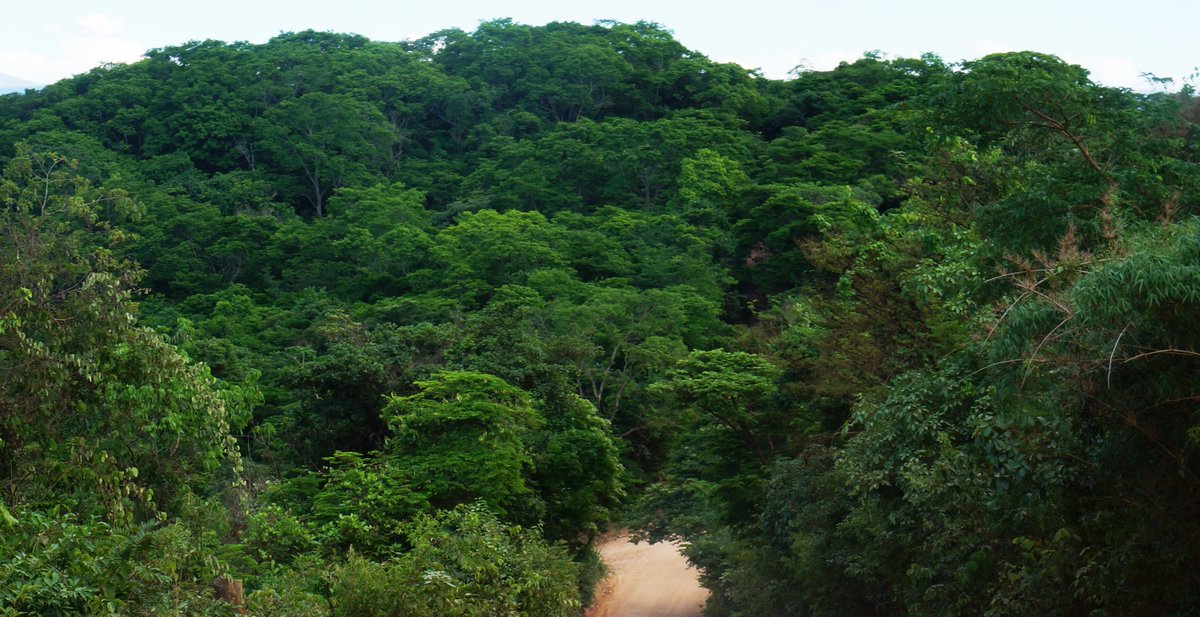 celsodolago's tweet photo. FLORA DO BRASIL
A «MATA SECA» (mata atlântica caducifólia, ou seja, cujas árvores perdem a quase totalidade das folhas na estação seca)
abriga flora riquíssima, sendo muitas delas exclusivas de seus ecossistemas.
#MataSeca #MataCaducifólia . https://t.co/wliercmnKt