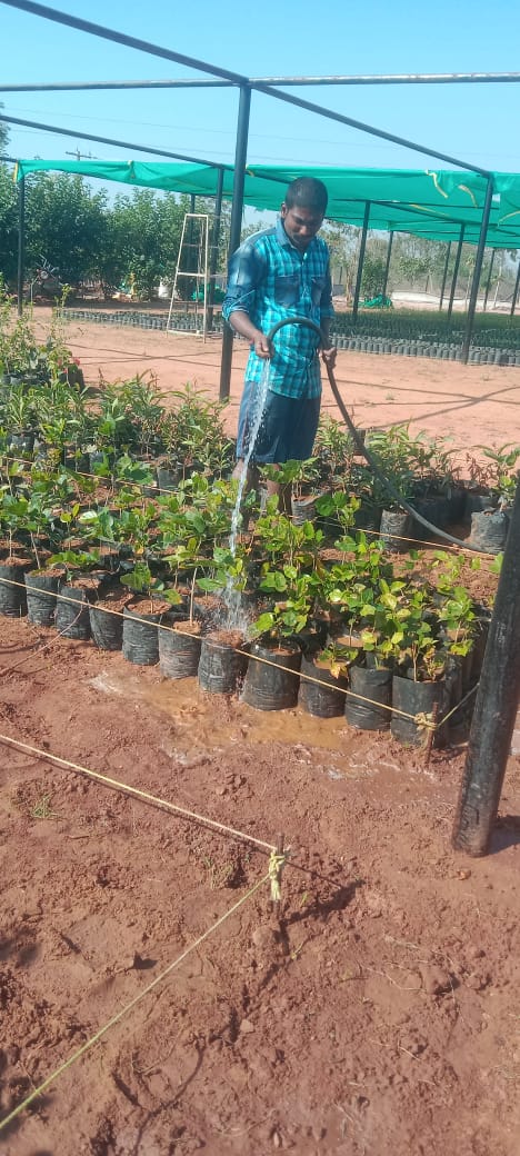 MC_Kyathanpally's tweet photo. Inspected municipal nursery #TKHH #greencity #nursery @KTRBRS @arvindkumar_ias @cdmatelangana @Collector_MNCL @AclbMncl @balkasumantrs @RDMAwarangal https://t.co/fZpe8zmjQ0