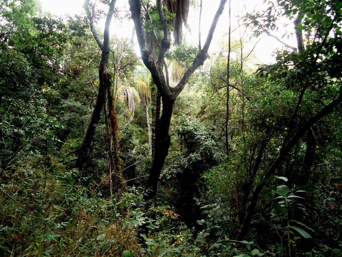 celsodolago's tweet photo. FLORA DO BRASIL
A «MATA SECA» (mata atlântica caducifólia, cujas árvores perdem a quase totalidade das folhas na estação seca)
abriga flora riquíssima, incluindo muitas espécies utilíssimas para o homem, mas altamente ameaçadas por toda parte.
#MataSeca #MataEstacional . https://t.co/p7Slv29wQI