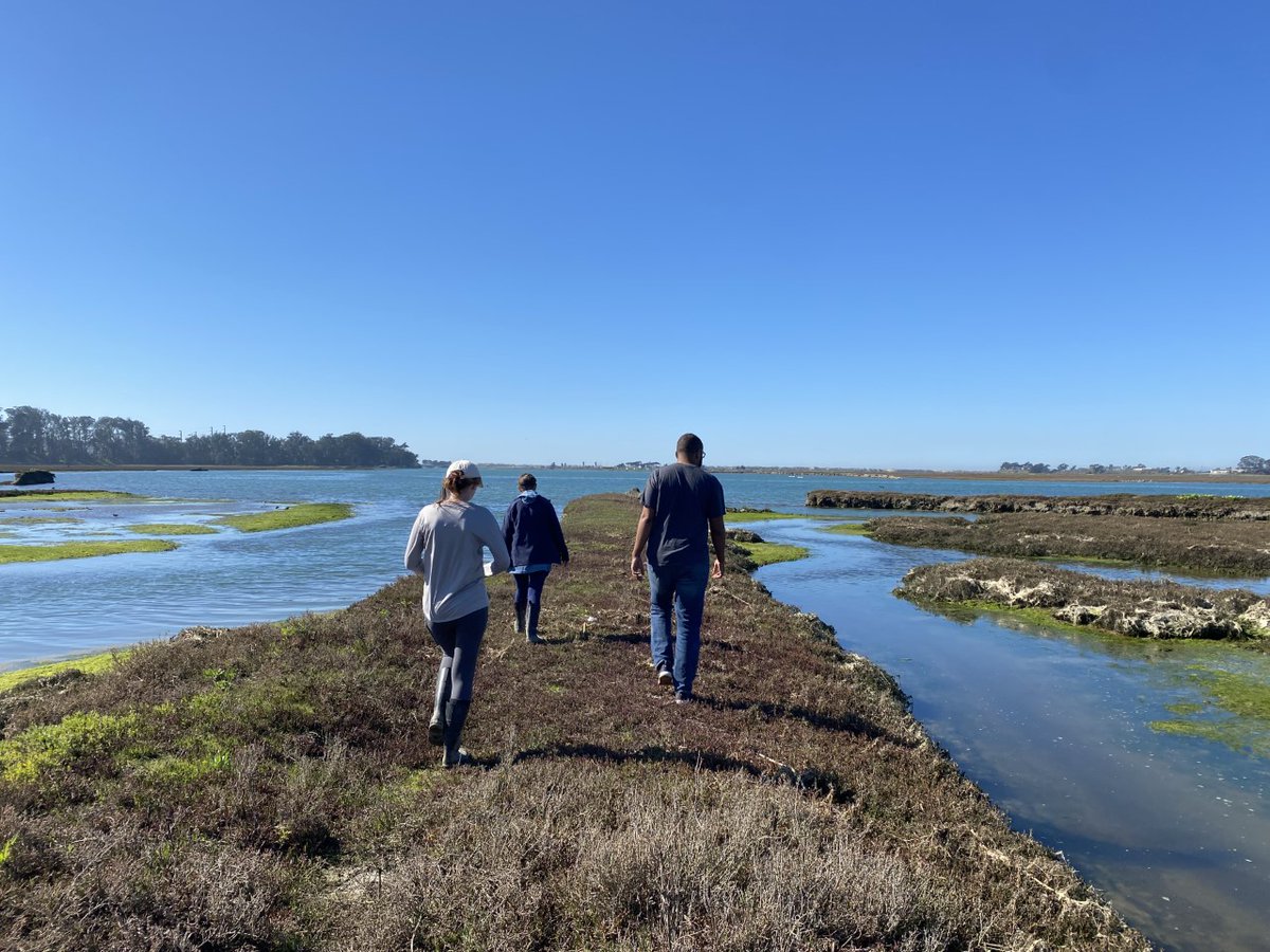 Checking out the future site for Phase 3 of the Hester Marsh restoration project at @elkhornslough 
Exciting things to come!