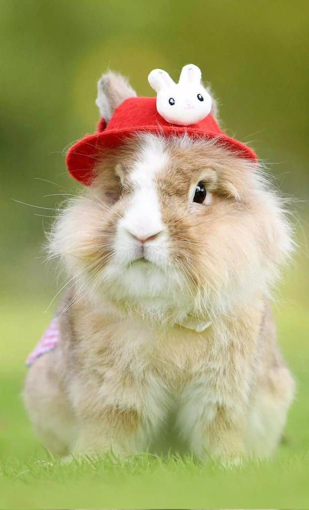 ༄ﾶ᭄Mσɳιɾ ԋσʂʂҽɳ࿐ tweet media