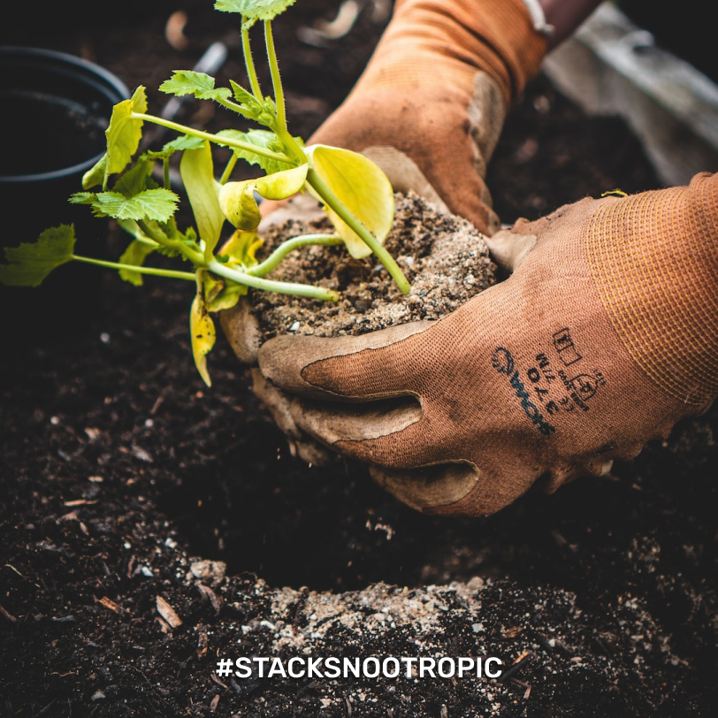 drinkstacks's tweet photo. Did you know gardening offers numerous brain-stimulating benefits? Including improved mood, focus, and attention, increased creativity, enhanced cognitive function, and promotion of mindfulness.

Boost your mood, and attention with STACKS >>> https://t.co/W8X6ei8Xvg https://t.co/PFmBnIeQFa