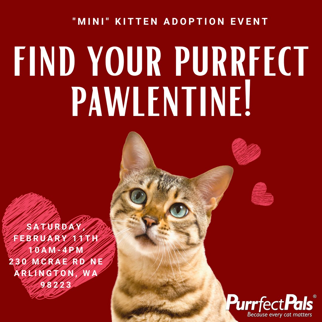 PurrfectPals's tweet photo. Don't furget! 6 adorable tabby kittens will be available for adoption tomorrow, February 11th 10AM-4PM (or until all the kittens are adopted). Caraway, Chervil, Coriander, Harissa, Saffron, and Thyme would love to be your Purrfect Pawlentine β€οΈ
#friyay #fridayfluff #purrfectpals https://t.co/Th7H7MYo5z