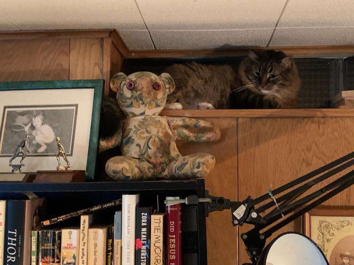 <a href="/TheRealHoarse/">The Hoarse Whisperer</a> We got a kitty. Pepper is a two-year old Siberian. As you can see, she loves high places. She is a lovebug!