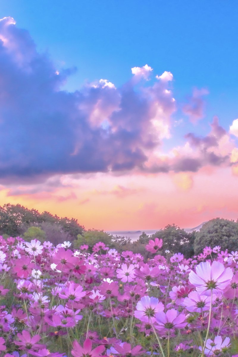 66___boc's tweet photo. コスモスと夕焼けが織りなす幻想世界。 https://t.co/a5wF0bOBY9