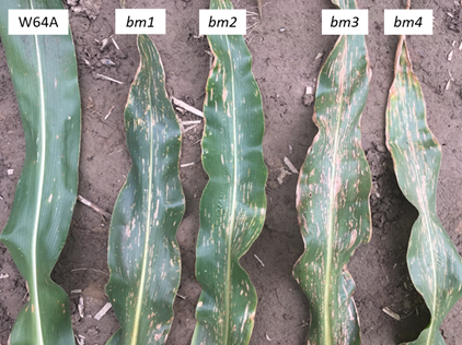 jmkolkman's tweet image. In this study, we use brown midrib mutants in a common inbred background to show that with ⬇️lignin, comes ⬆️susceptibility to an array of foliar fungal and bacterial pathogens, and a couple ear and stalk rots.... #grayleafspot #GLS