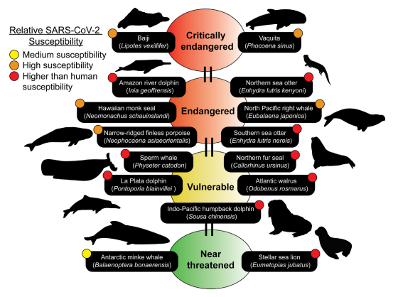 Laurie_Garrett's tweet image. With millions of people daily shedding #SARSCoV2 in their waste, researchers in Alaska asked what the impact might be on wastewater exposure for marine mammals, &amp;amp; found, "the potential for reverse zoonotic transmission of #COVID19 ."

ncbi.nlm.nih.gov/pmc/articles/P…