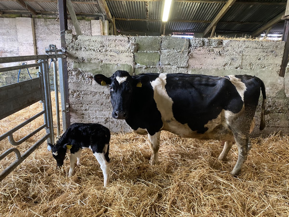 Domhnall Waldron tweet media