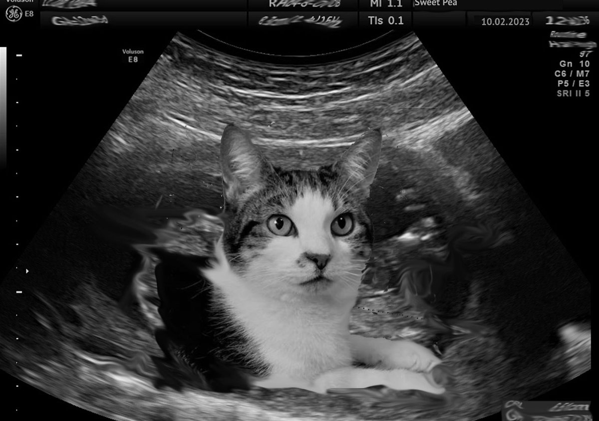 Excited to announce that our family is growing <a href="/JackBJoyce/">Jack</a> 🥰