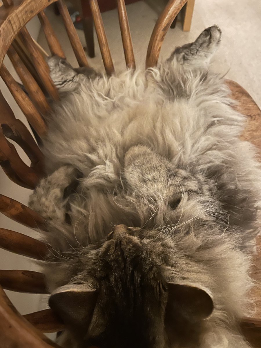 Infotempling's tweet photo. Cat current status: on his back on favourite chair #snoring. NB most of this is winter coat fluff not actual feline #nottoscale. #catsoftwitter https://t.co/SSgMip9BEz