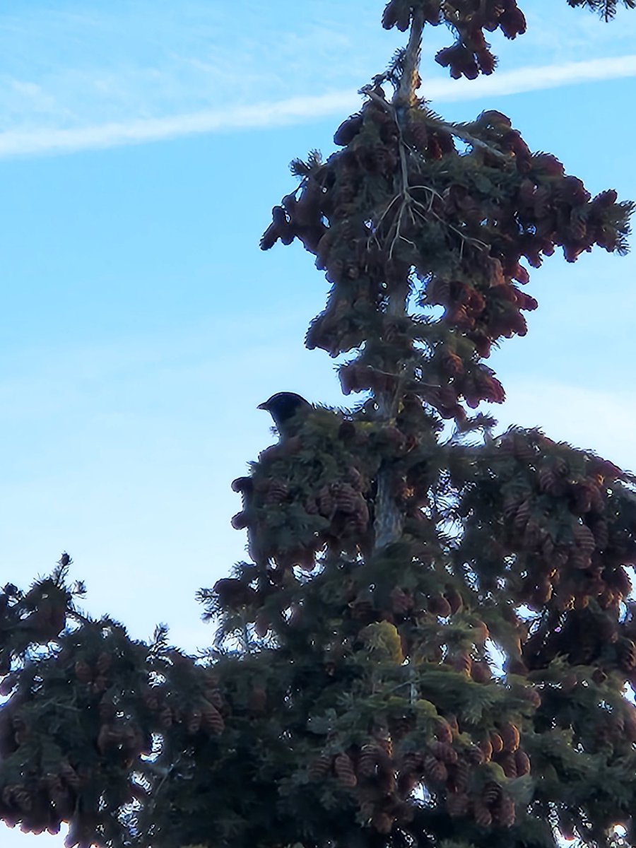 Kindergarten Hugh A. Bennett CBE tweet media