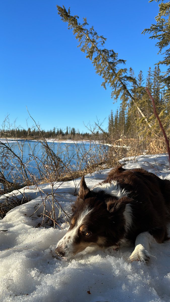 Walks With My Best Friend and The Weather Couldn’t Be Better For February! 7 Degrees Celsius!😎 #AlbertaSkies #BorderCollie #hikingadventures #healthywalk