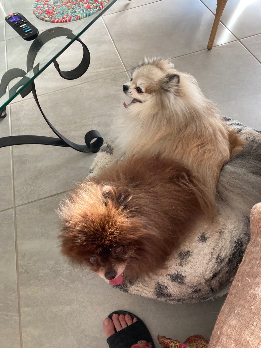 SarahLinx2's tweet photo. @CPLCarr_BCSO Luvs you Odin! We are ready love Zuzu and squirtle and pika #oplpets https://t.co/JqXKrSWVZM