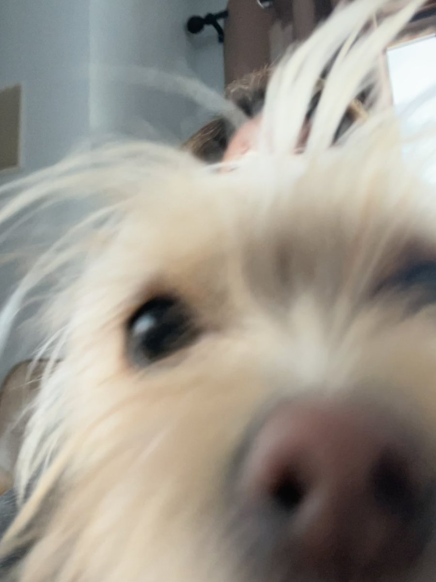 Bentley the Chihuahua on Twitter "Watch out! Chihuahua puppy zoomies