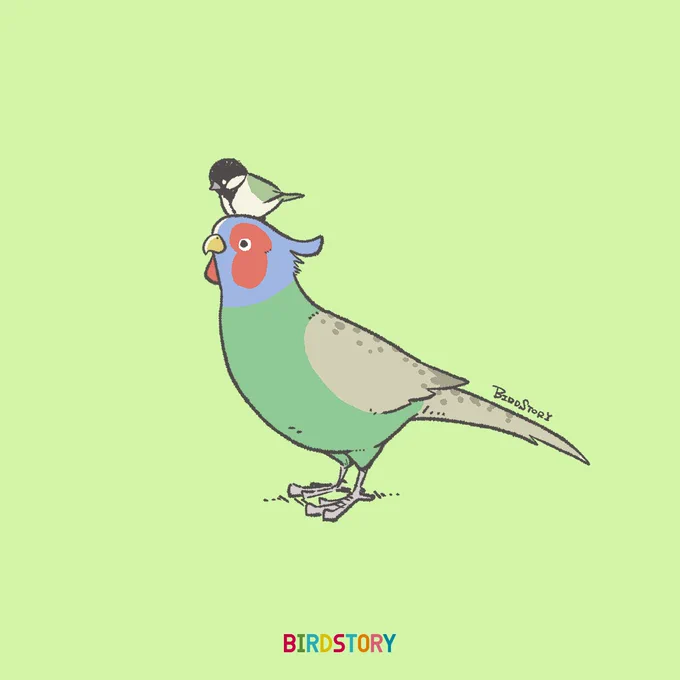 おはようございます。本日は2月11日、建国記念の日とのことです#BIRDSTORY #キジ #シジュウカラ 