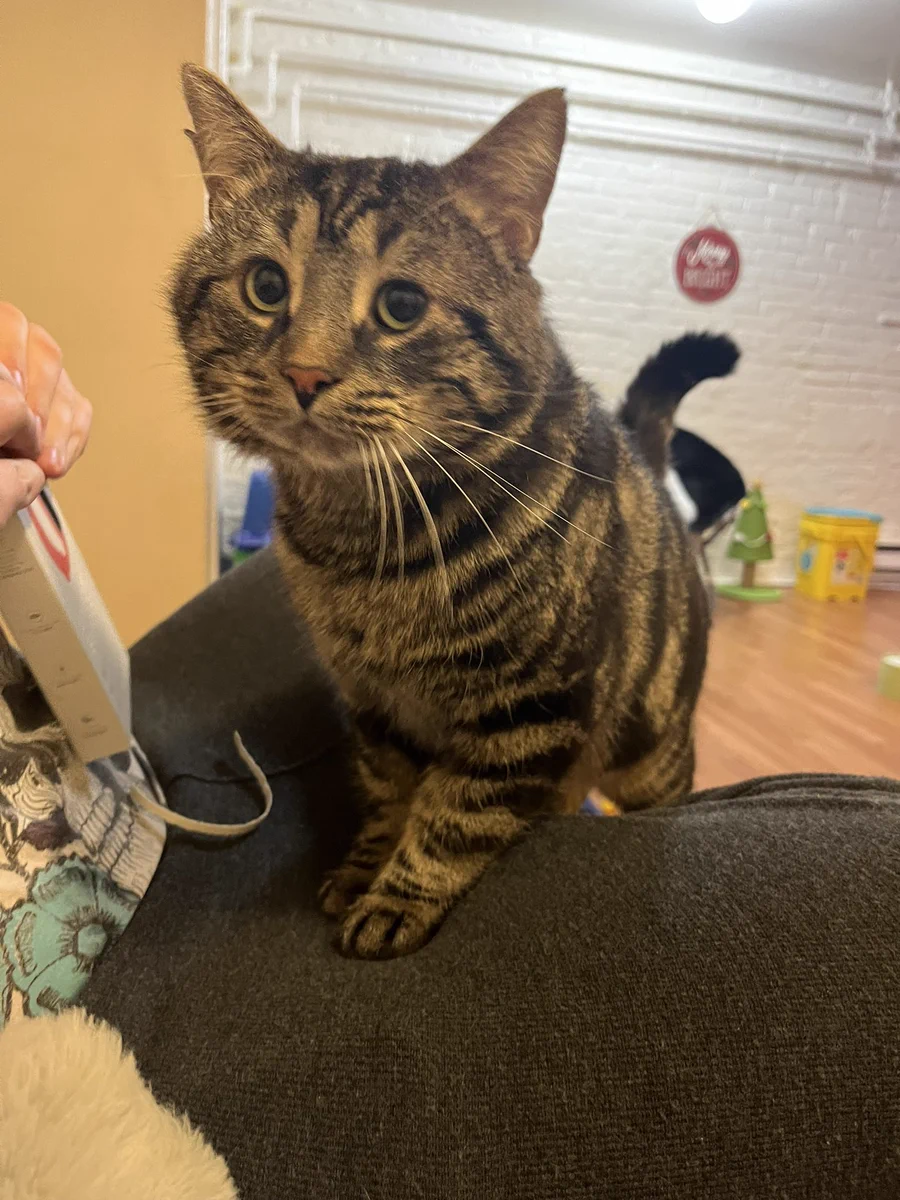 Fishtopher stepping up onto a person's lap. He is a brown and black striped tabby cat with green eyes. He looks up and to the side at the camera. His front paw is delicately placed in front of the other.