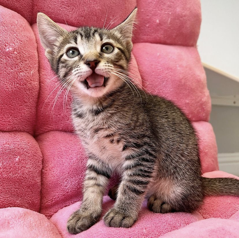catspride's tweet image. #NationalCatHealthMonth Today we’re discussing cat health and DUST! Researchers say one of the best ways to support your cat's lung health is by choosing a low-dust litter like Cat’s Pride Max Power litter, which is 99% dust free!

catspride.com/our-products/ 

📸 @kittenxlady