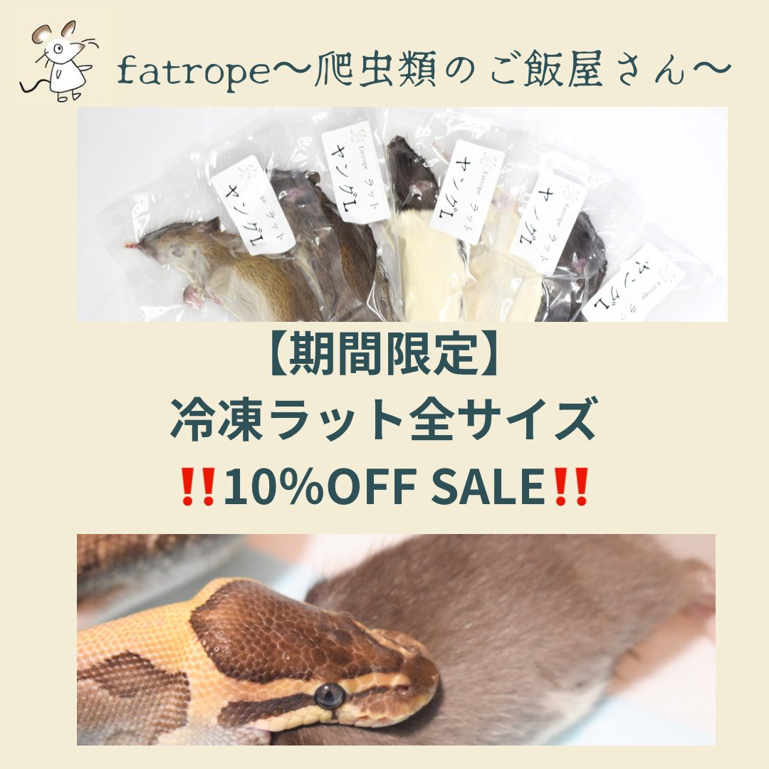 fatrope_09's tweet photo. fatropeです!🐭
‼️‼️期間限定SALE‼️‼️
冷凍ラット全サイズ10%OFFを開催します!
期間は2/11(本日)9時から2/28まで!
期間中にも在庫を補充いたしますので是非ショップをご覧ください!
#冷凍ラット #fatrope
ショップはコチラから⏩ https://t.co/2rt1BpZRBz https://t.co/L9qLoq682K
