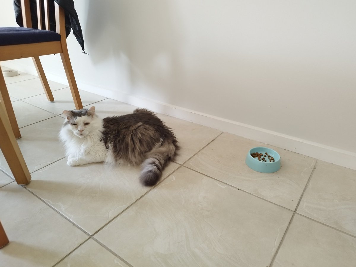 Scruffkit On Twitter Excuse Waiter Dis No What Scruffa Order 