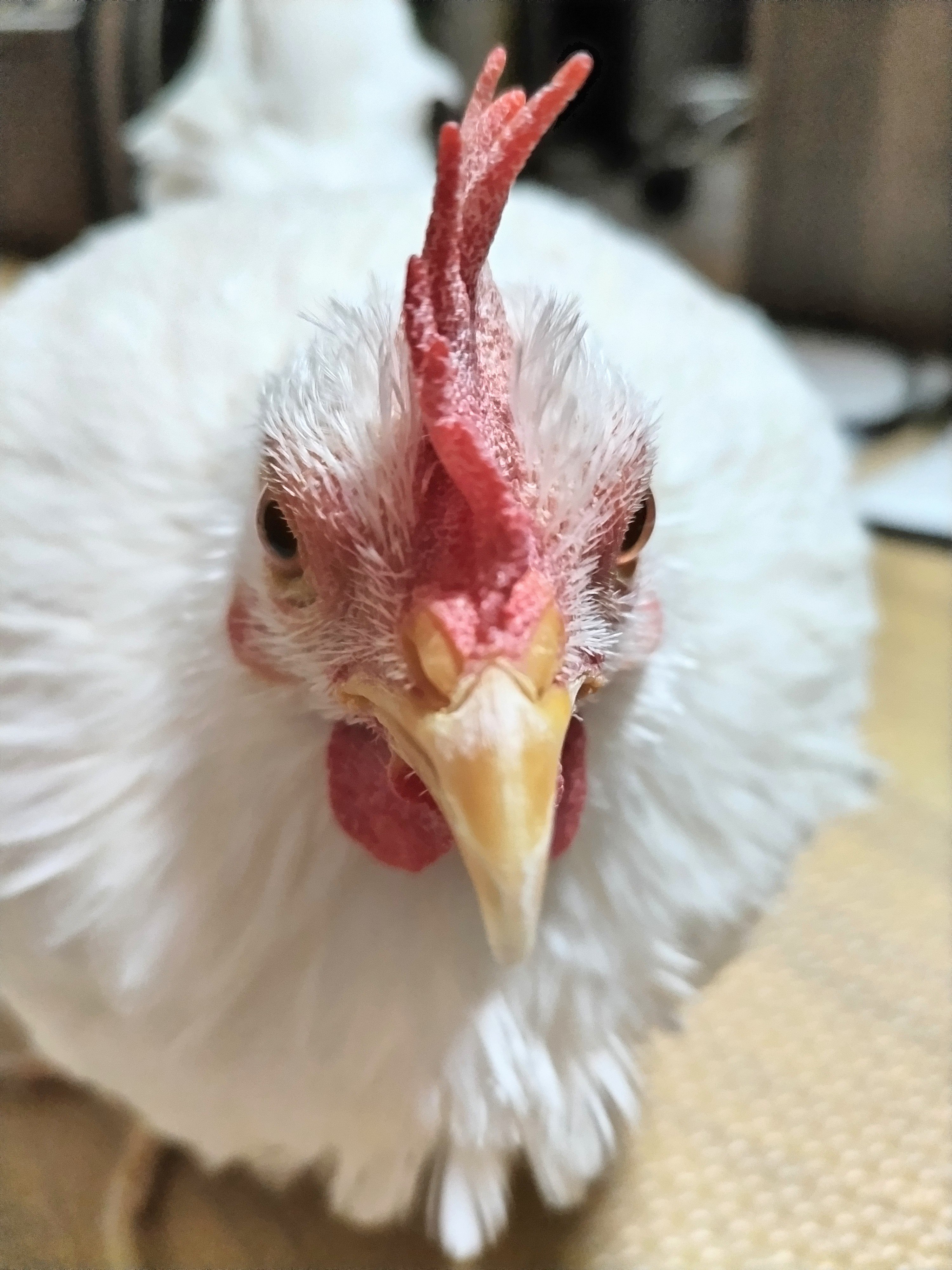 ニワトリさんの世話人様専用 モール www.shelburnefalls.com