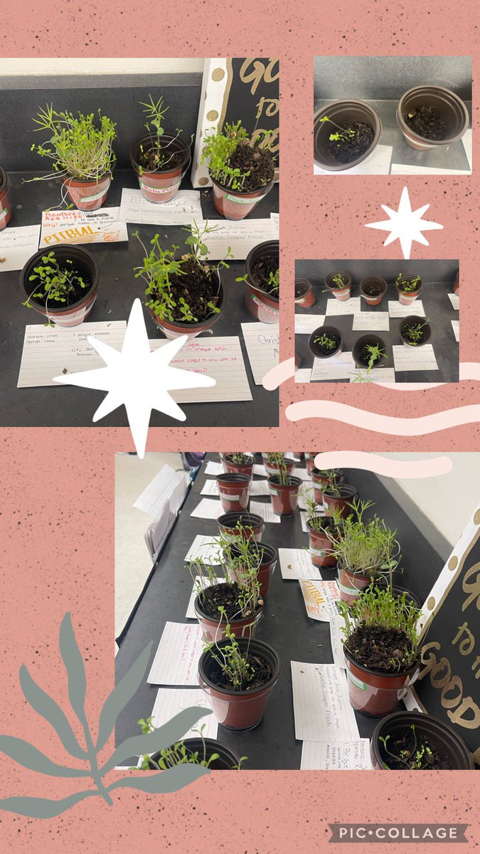Week #2 of Las Partes de las plantas in Spanish 2. Students continue to water, watch, and keep a diary of their plants.  The excitement of watching the growth (student learning &amp; plants growing) … ES INCREÍBLE. #proudteacher @FoothillKnights <a href="/TUSDthrives/">TUSDthrives</a> <a href="/TUSDschools/">Tustin Unified</a>