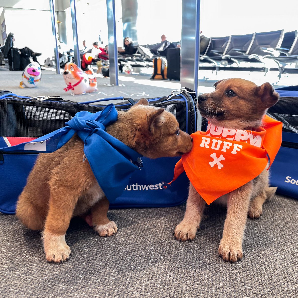 SouthwestAir's tweet photo. We're celebrating Big Game Weekend (Puppy Bowl, of course) with puppies from @LifelinePuppy Rescue in Denver, who surprised Customers and cheered on their friends who are competing in Puppy Bowl. See who wins by tuning in to #PuppyBowl Sunday, Feb. 12 at 2P ET on @AnimalPlanet. https://t.co/N0yoqGYd16