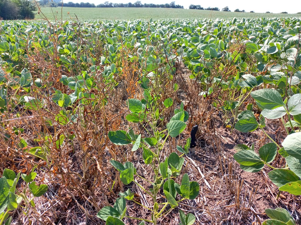 Francisco Constantín tweet media