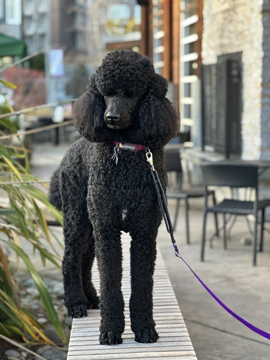 chasylee's tweet image. He turned 2 today.