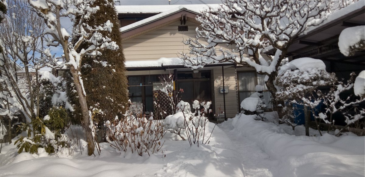 2月10日の大雪で辺りは一面の銀世界になりました。昨日から4回の雪かきに汗をかきました。