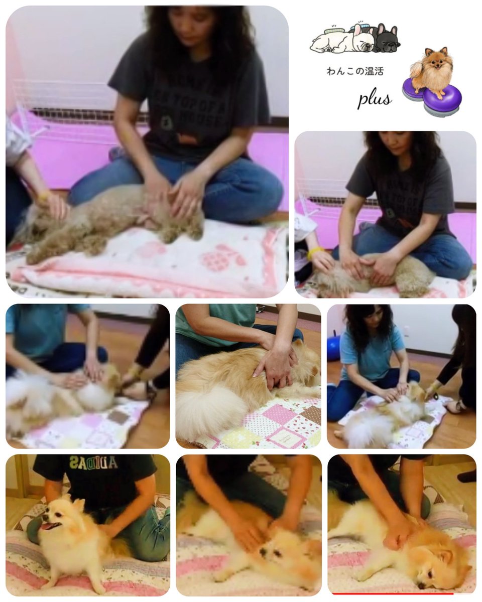 A1DogFitness's tweet photo. 愛犬のための身体メンテナンス&コンディショニング💜プログラムにスタメン入りします♪
#APRIA #犬のリハビリ #iaalp #ドッグフィットネス #アニマルハーブボール #動物経絡温灸 #ドッグマッサージ #プレイズタッチ #ポメラニアン #トイプードル #ミニチュアダックス #シニア犬 https://t.co/HK5YTM9D4s