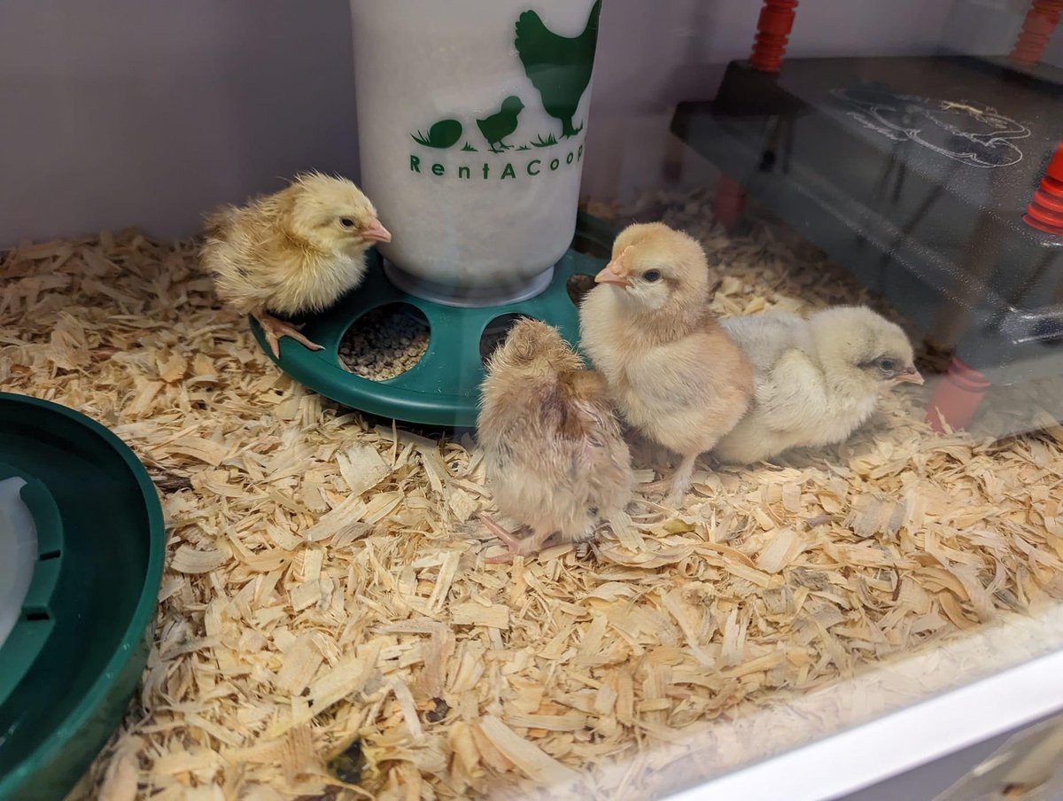 Mrs. Trimble (Culverhouse) (@mrs_a_trimble) on Twitter photo Mrs.Lange’s agriculture students have been learning about the poultry industry. They’ve been caring for some fertile chicken eggs! They took data on temp. and humidity, candled eggs for fertility, and assembled all of the equipment needed. <a href="/SurfsideMS/">Surfside Middle School Sharks</a> <a href="/BayDistSchools/">Bay District Schools</a> Mrs.Lange’s agriculture students have been learning about the poultry industry. They’ve been caring for some fertile chicken eggs! They took data on temp. and humidity, candled eggs for fertility, and assembled all of the equipment needed. <a href="/SurfsideMS/">Surfside Middle School Sharks</a> <a href="/BayDistSchools/">Bay District Schools</a>