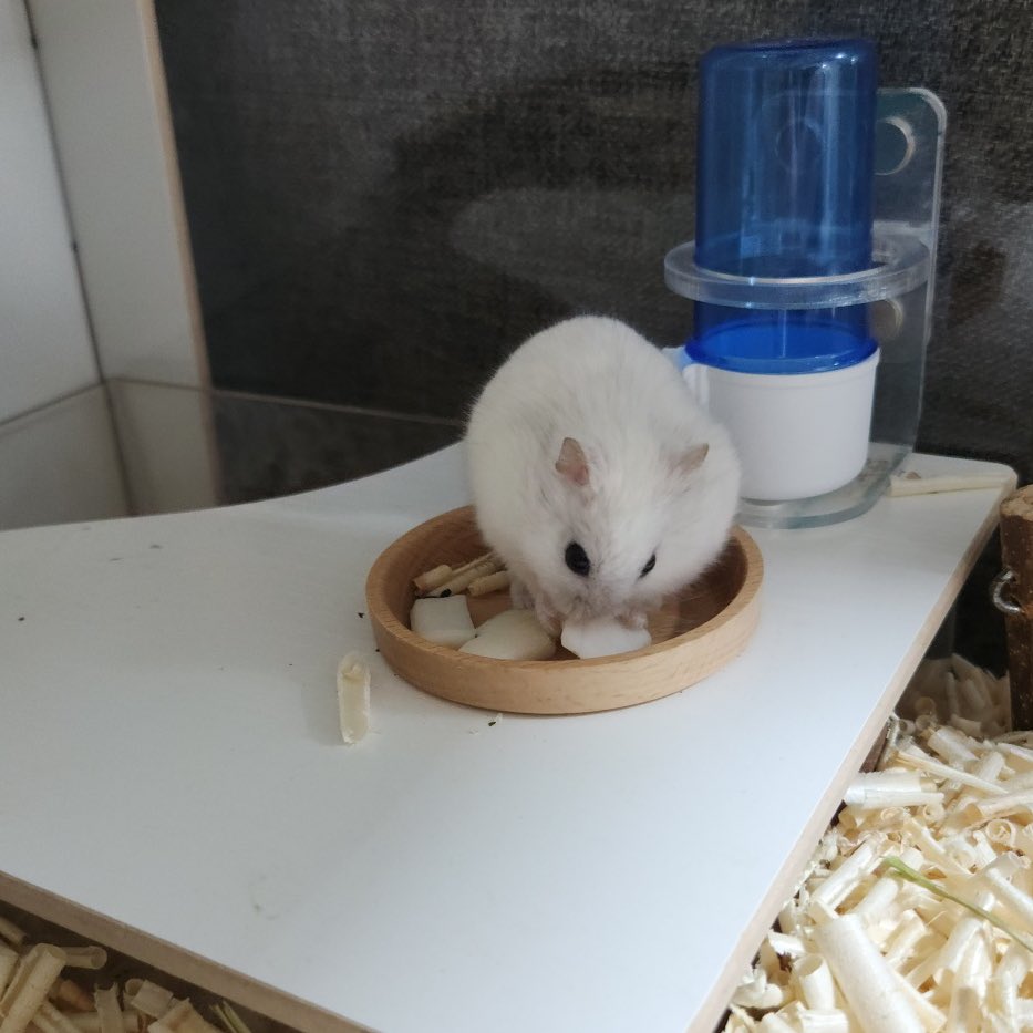 초집중해서 배추먹는 중