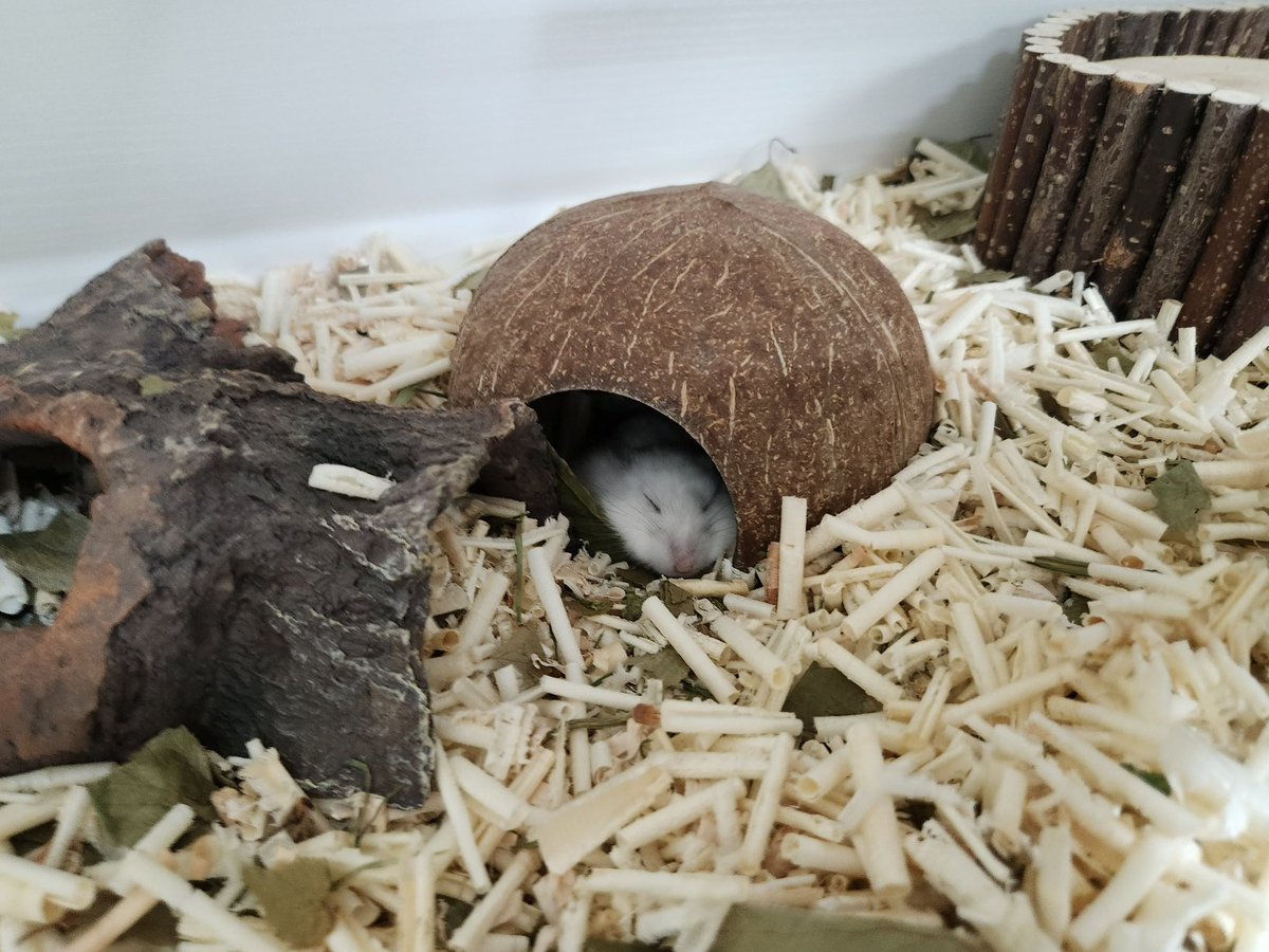 사진 100장 찍어도 안일어나는 햄스터