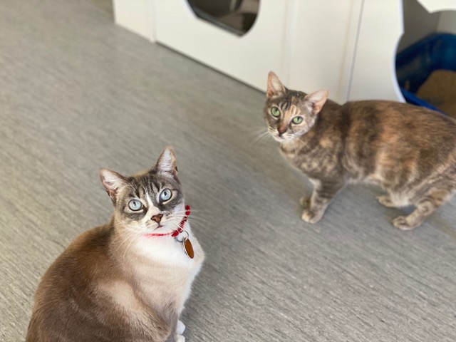 AnimalLeague's tweet photo. Fourteen-year-old Pearl and her daughter and eight-year-old Piper are in their golden years and a bonded pair. They’re looking for a household with experienced adults only who’ll help them find the happiness they deserve. #BiancasFurryFriends #GetYourRescueOn  #SPC314 #SPC315 https://t.co/sfPmlVTsUA