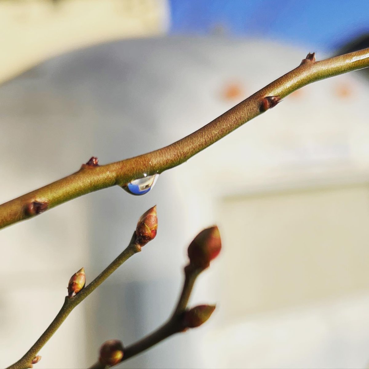 三島では今朝から快晴、雨上がりに木々のつぼみが膨らみ、春の芽吹きを感じさせてくれています。