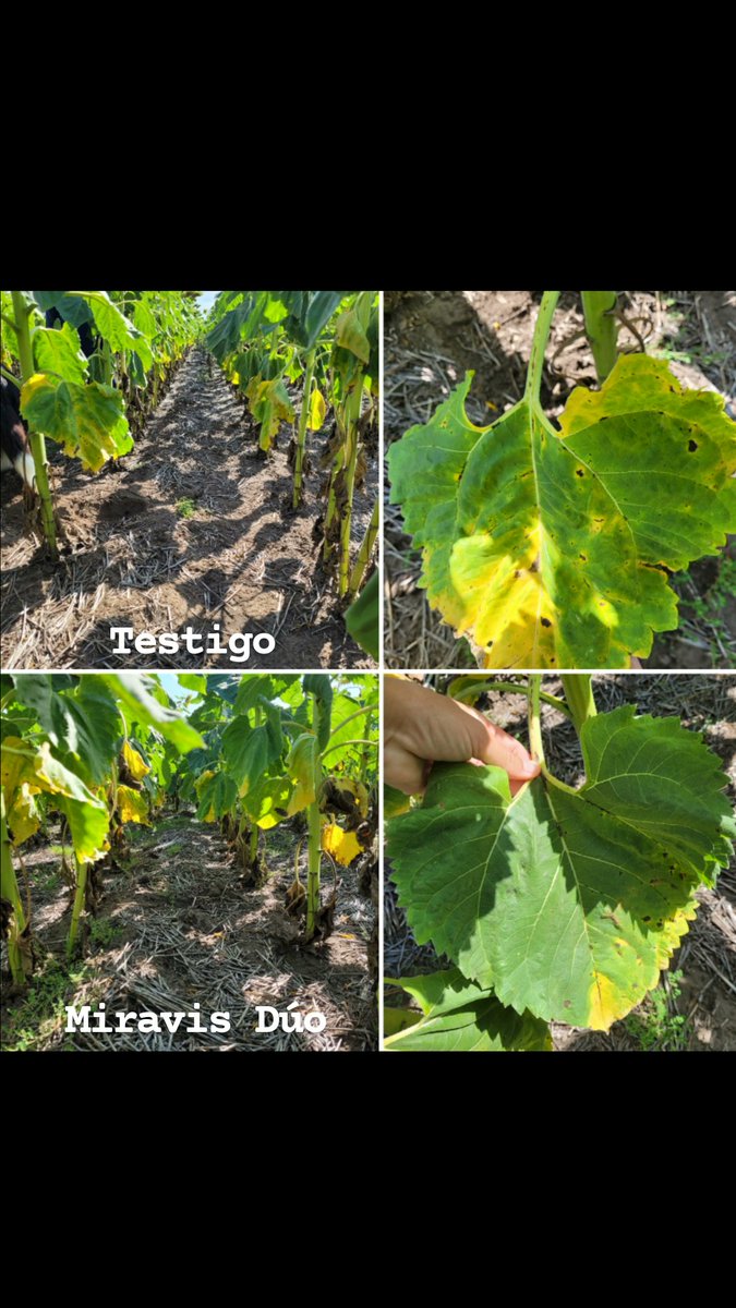 luzmossoban's tweet photo. Esta semana fue completita para los fungicidas en girasol. Anduvimos por Tres Arroyos, Necochea, Mar del Sur y Balcarce. Ya se comienza a ver la acción de #Miravisduo en el control de altarnaria, la enfermedad más frecuente en los lotes visitados. https://t.co/du48nZgGRu