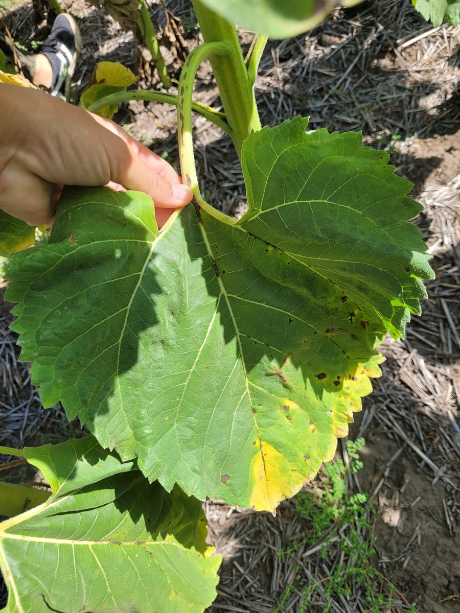 luzmossoban's tweet photo. Esta semana fue completita para los fungicidas en girasol. Anduvimos por Tres Arroyos, Necochea, Mar del Sur y Balcarce. Ya se comienza a ver la acción de #Miravisduo en el control de altarnaria, la enfermedad más frecuente en los lotes visitados. https://t.co/du48nZgGRu