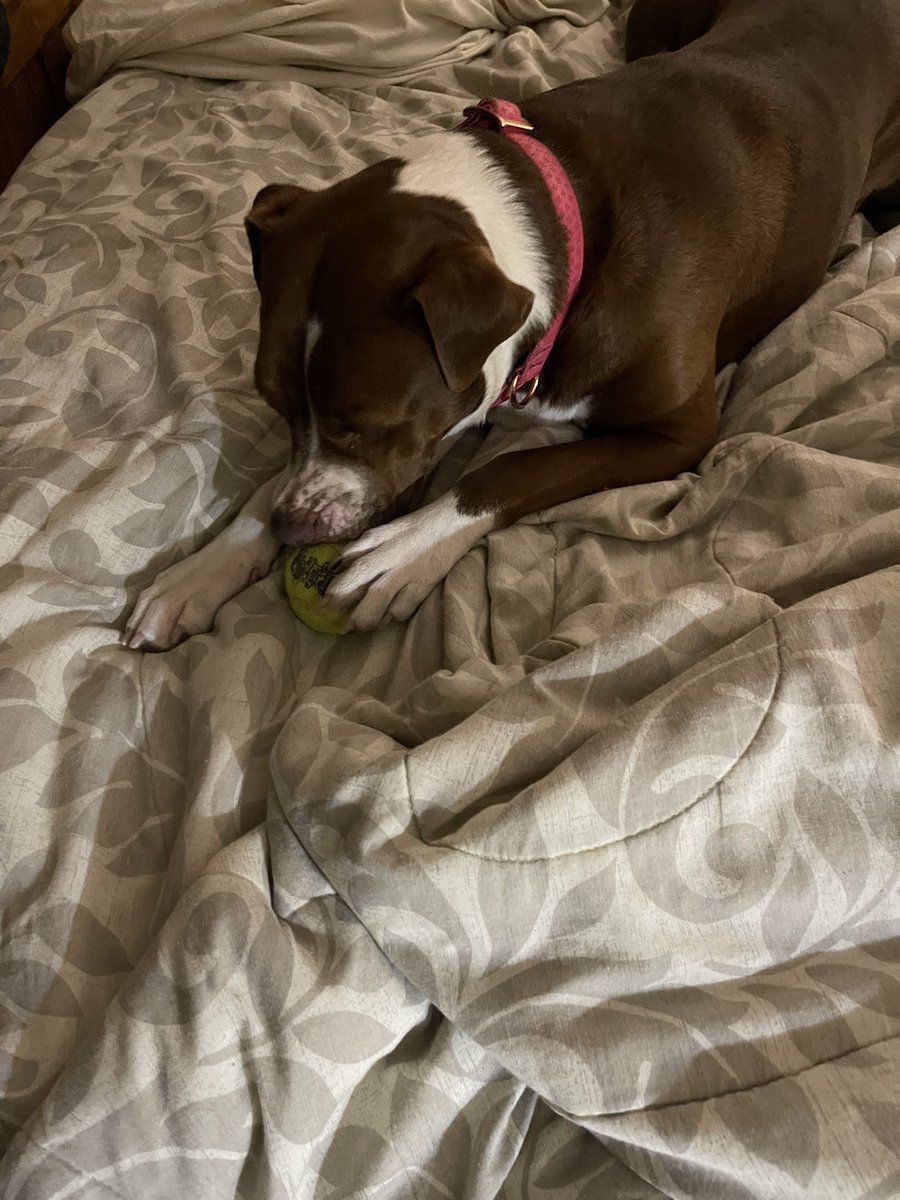 ms june tweet media
