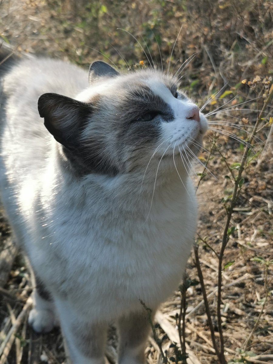 gatos_en's tweet photo. Gotita, gatita que ha vivido toda su vida en el parque, ya pide un hogar. Solicitamos un hogar temporal o definitivo para ella. Informes y formatos de adopción en adopcion.gatos.cdmx@gmail.com https://t.co/xFuT9zKnbZ