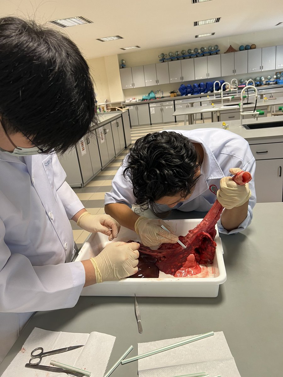 Rupkaur19's tweet photo. Dissection makes anatomy learning more enjoyable. It does only permits better learning in anatomy but also familiarizes the students with concepts of professionalism, manual dexterity, teamwork, self and peer-evaluation, and ethics… Sixthform Biology @HELPISKL @HISSixthform https://t.co/GC9Ue0U0cW