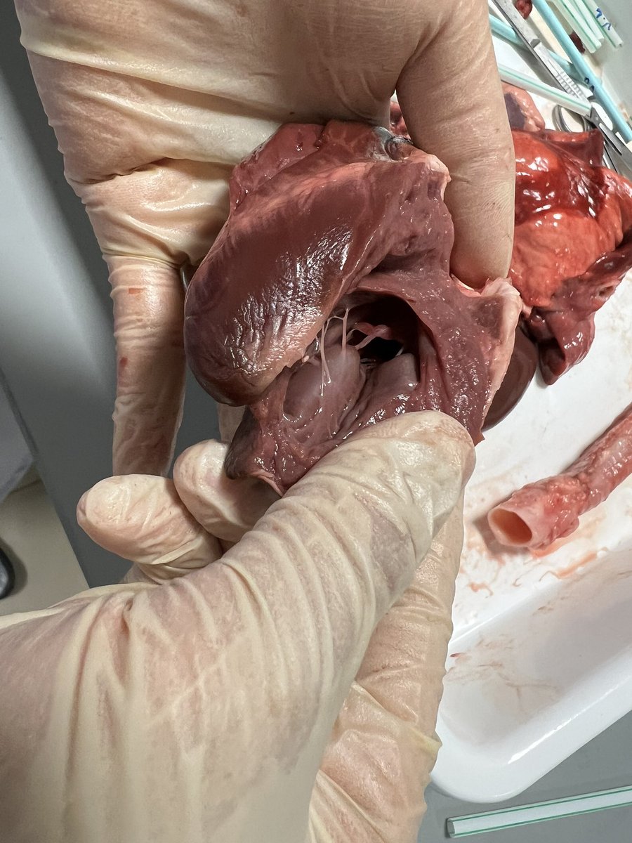 Rupkaur19's tweet photo. Dissection makes anatomy learning more enjoyable. It does only permits better learning in anatomy but also familiarizes the students with concepts of professionalism, manual dexterity, teamwork, self and peer-evaluation, and ethics… Year10 Biology @HELPISKL https://t.co/BdUaj6EQ5u