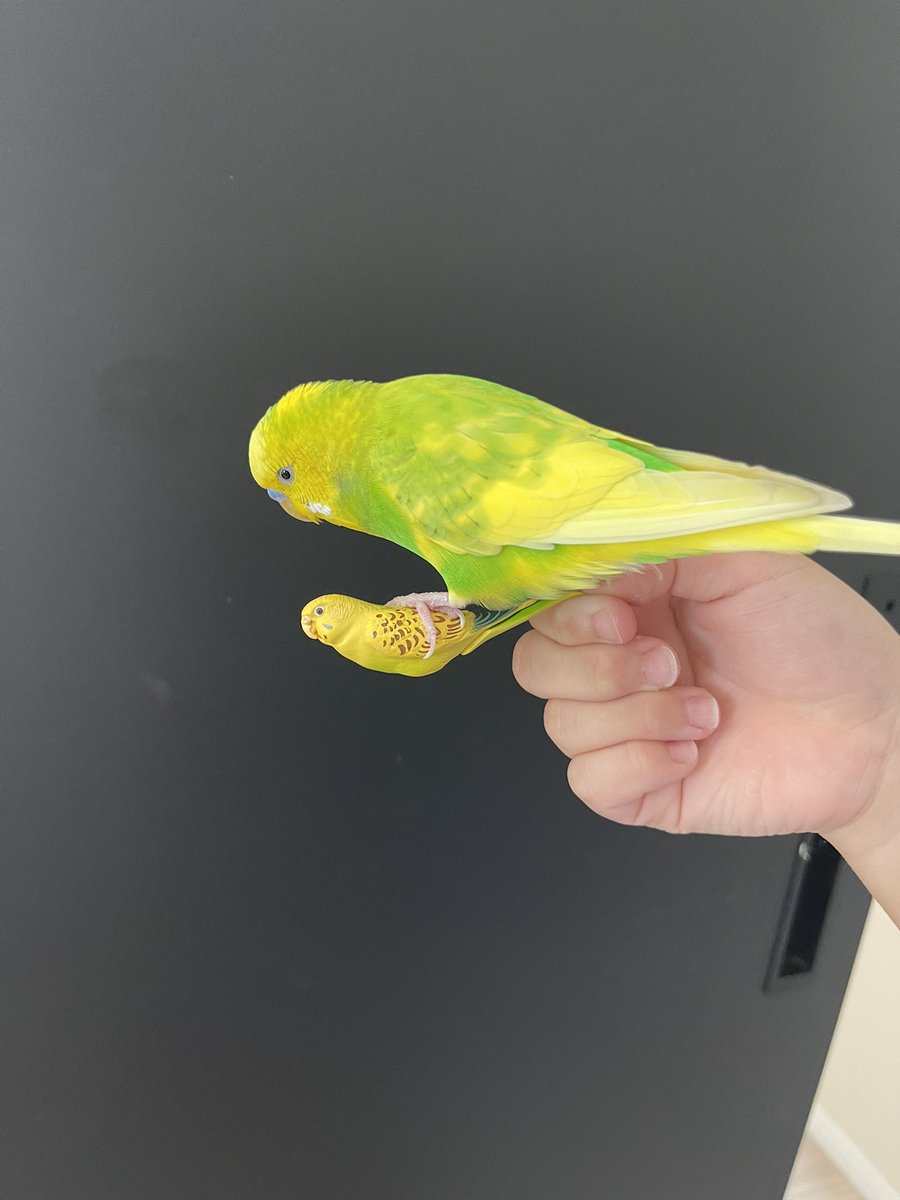 ez_xfk's tweet photo. ピピが迷子になってしまいました
少しの情報だけでもいいのでもし分かったら連絡していただければ幸いです
よろしくお願いいたします🦜 https://t.co/AQJRtv1f8D