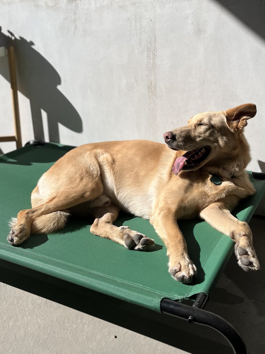 stevvve's tweet photo. @wolfinsheeps Look at this goofball. Here is Charlie soaking up the sun like a true California dog. I love my best bud so much! We're both rooting for Wally! <3 https://t.co/vs8ICPkcpb