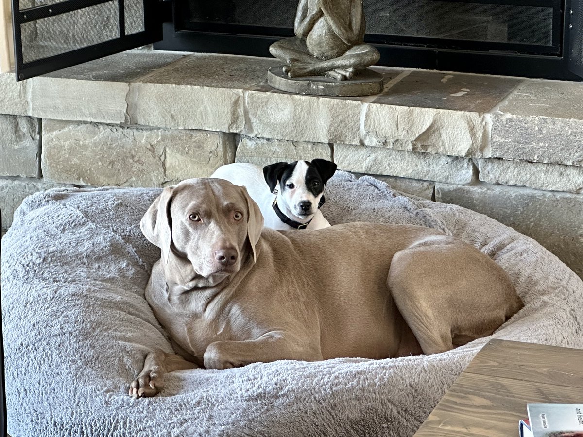 Faldo’s Weims & two ☘️Irish Jack ☘️🇺🇸🇬🇧 tweet media