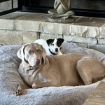 Photo by Faldo’s Weims & two ☘️Irish Jack ☘️🇺🇸🇬🇧 (@FWeims)
