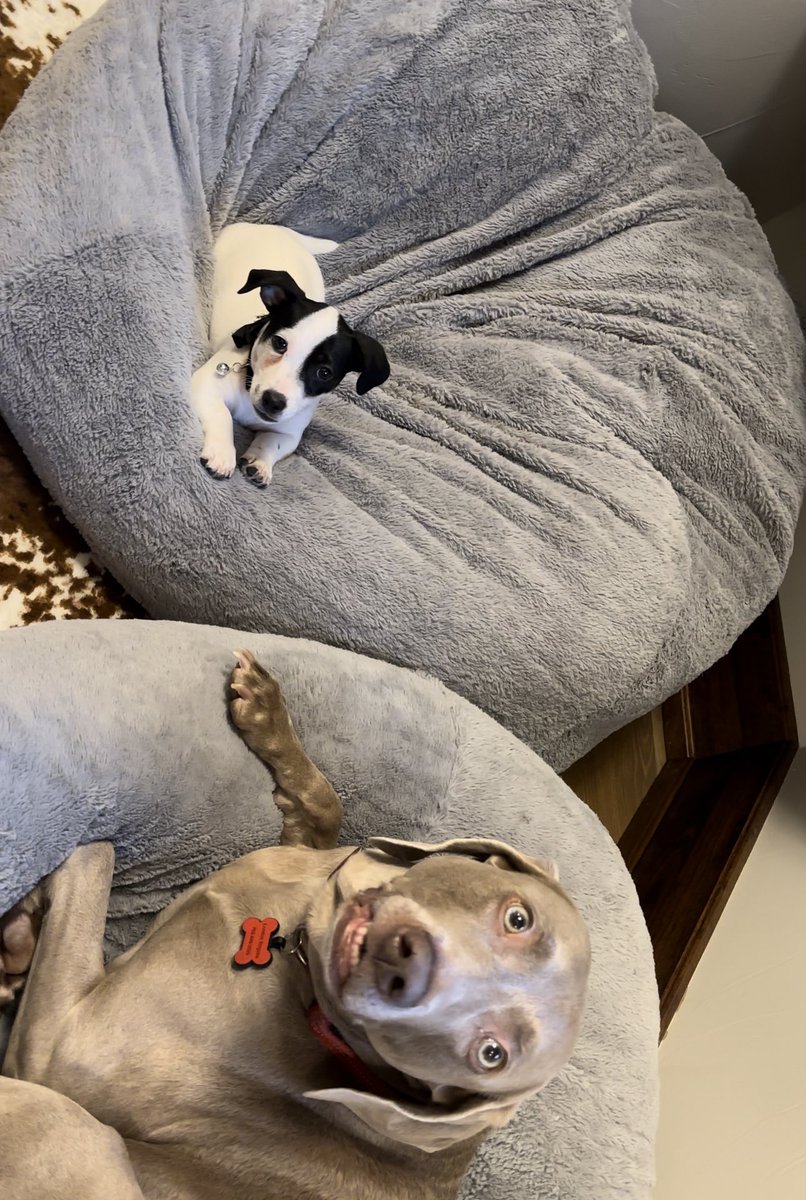 Faldo’s Weims & two ☘️Irish Jack ☘️🇺🇸🇬🇧 tweet media