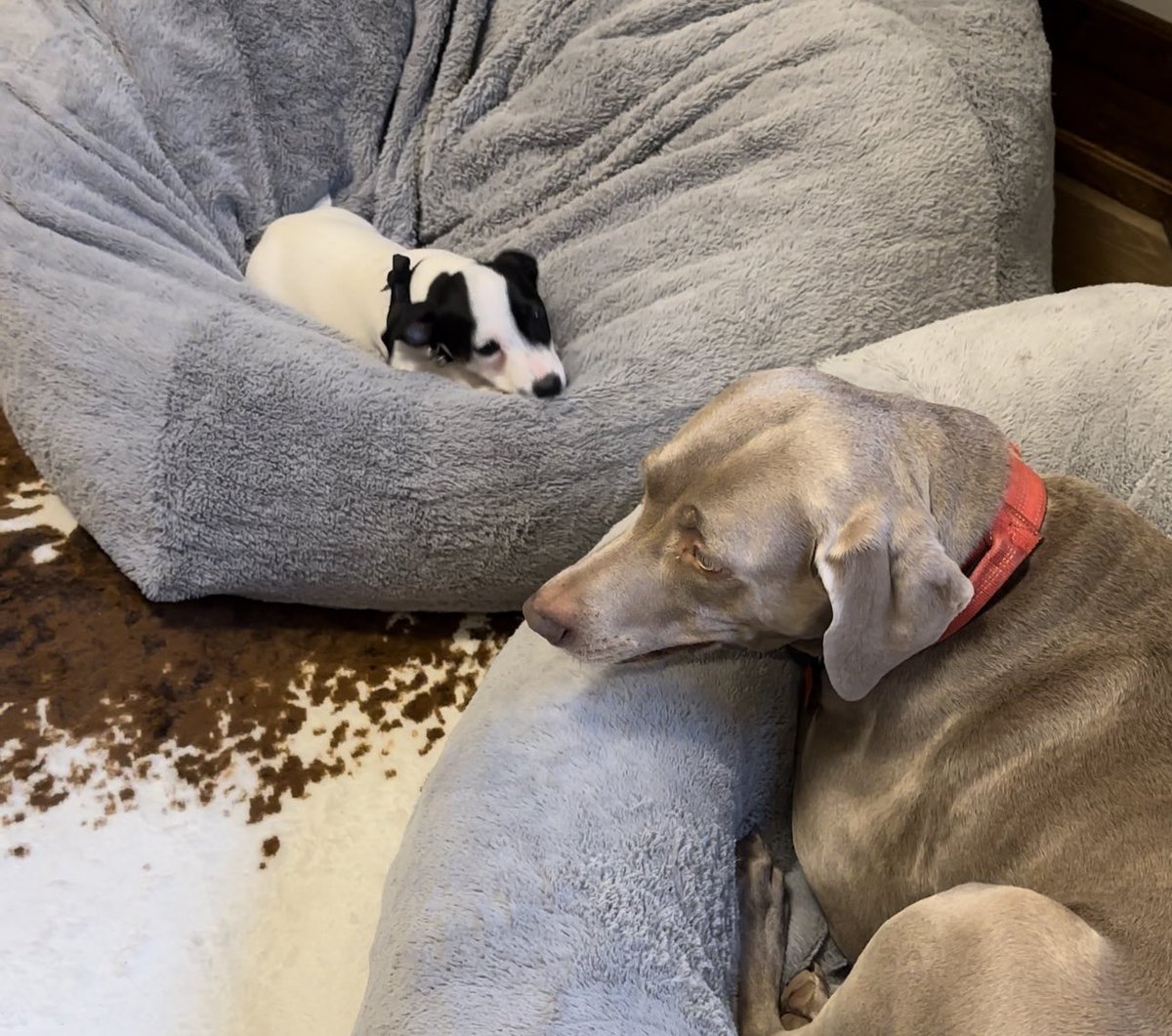 Faldo’s Weims & two ☘️Irish Jack ☘️🇺🇸🇬🇧 tweet media