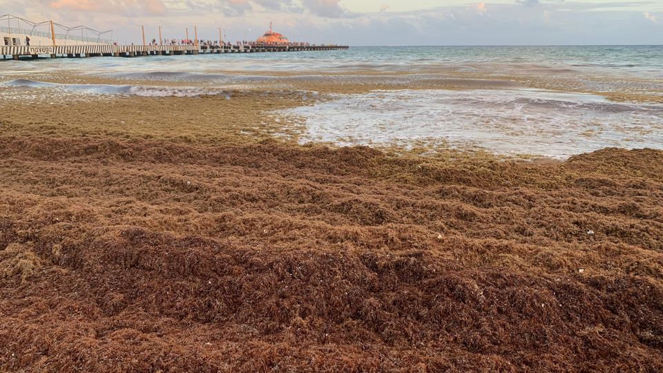 10/02/2023 #PlayacarPalace - #PlayadelCarmen #Mexique
More pictures/video & exact location on the official map of sargassum 2023
here--> sargassummonitoring.com
#sargassum #sargasso #sargazo #sargasses #algues #algea