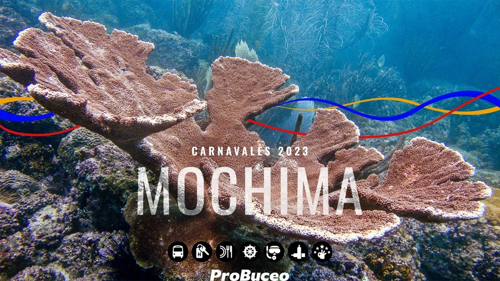 ProBuceo's tweet photo. ☀️ #Mochima en #Carnavales2023, este Parque Nacional que tiene un especial lugar en nuestros 💙 nos espera con sus aguas abiertas para que nos desconectemos disfrutando de unos maravillosos días de buceo con nosotros.

💎 Como siempre, nuestro paquete … https://t.co/K8IKFGPZri https://t.co/w9RhPAFDAz